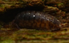 Porcellio scaber