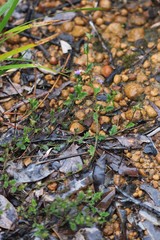 Scaevola microphylla