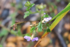 Scaevola microphylla
