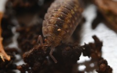 Oniscus asellus