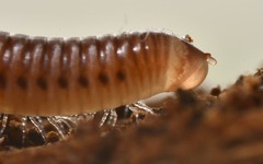 Cylindroiulus punctatus