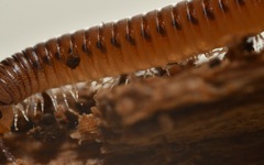 Cylindroiulus punctatus