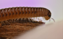 Cylindroiulus punctatus