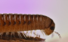 Cylindroiulus punctatus