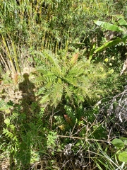 Neoblechnum brasiliense