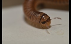 Cylindroiulus punctatus