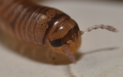 Cylindroiulus punctatus