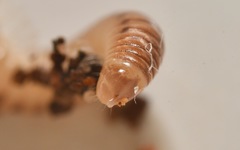 Cylindroiulus punctatus