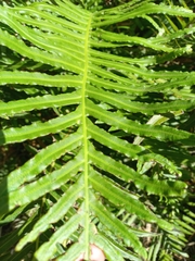 Neoblechnum brasiliense