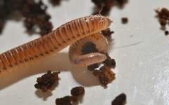 Cylindroiulus punctatus