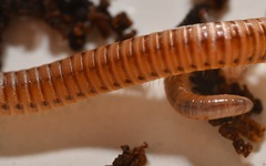 Cylindroiulus punctatus