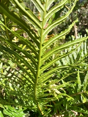 Neoblechnum brasiliense