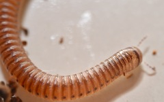 Cylindroiulus punctatus