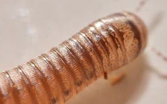 Cylindroiulus punctatus