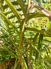 Neoblechnum brasiliense