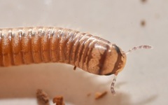 Cylindroiulus punctatus