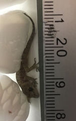 Mediodactylus danilewskii