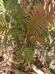 Neoblechnum brasiliense