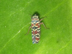 Agrosoma placetis