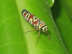 Agrosoma placetis