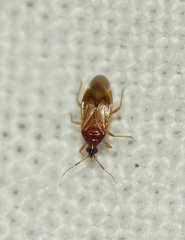 Amphiareus obscuriceps