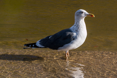 Larus fuscus