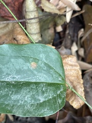 Puccinia smilacis