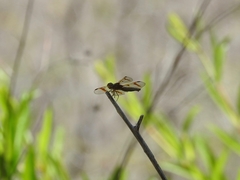 Perithemis tenera