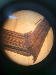 Inonotus hispidus