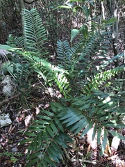 Zamia erosa
