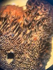 Inonotus hispidus