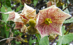 Philibertia gilliesii