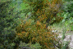 Phoradendron nervosum