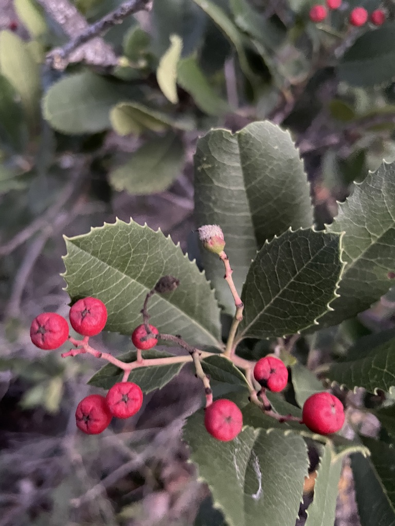 Toyon Fruit Gall Midge