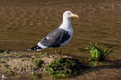Larus fuscus