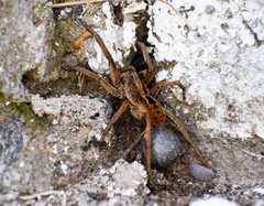 Lycosa erythrognatha