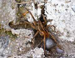 Lycosa erythrognatha