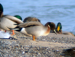 Anas platyrhynchos × acuta