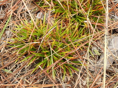 Lachnocaulon