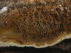 Coniophora puteana image