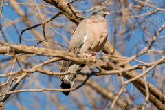 Columba palumbus