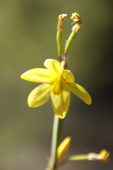Moraea marlothii