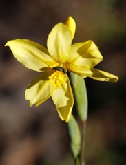 Moraea marlothii