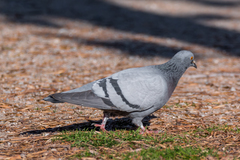 Columba livia