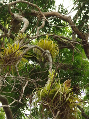Tillandsia rothii