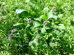 Lamium purpureum