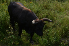 Bos taurus