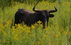 Bos taurus