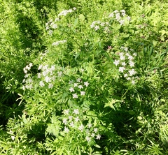 Anthriscus sylvestris