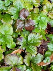 Waldsteinia
